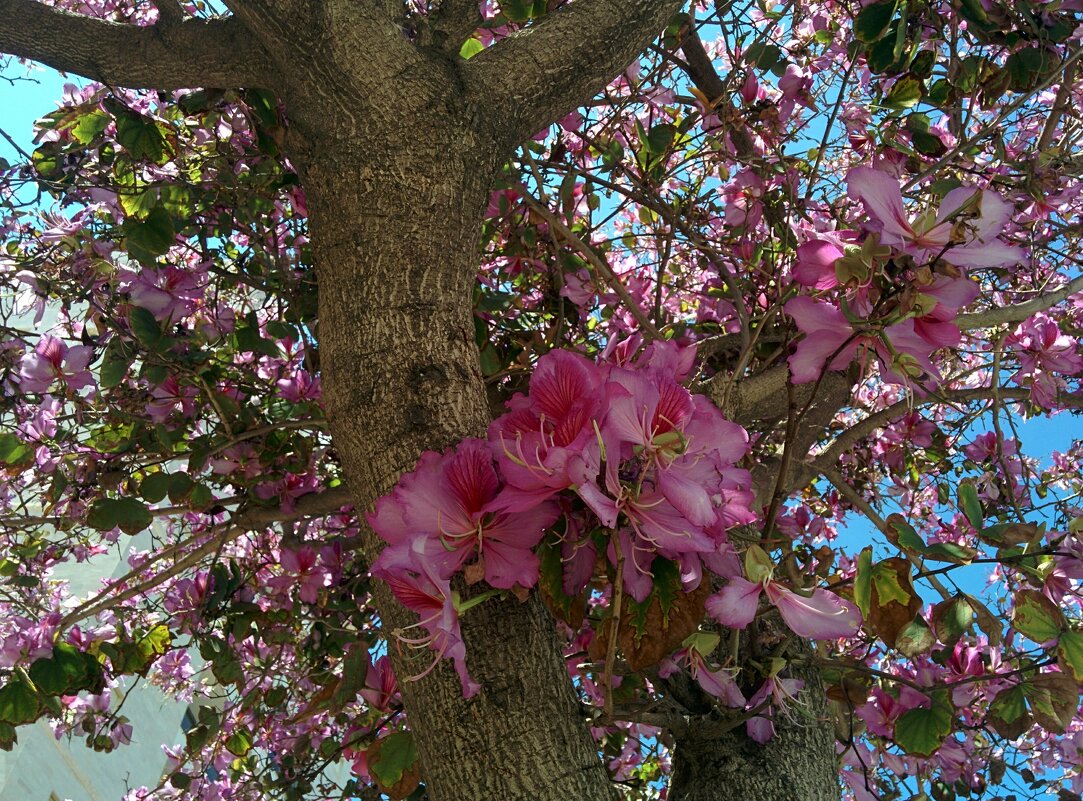 Баухиния пестрая. Весенние цветение . - Светлана Хращевская Баухиния пестрая. Весенние цветение . - Светлана Хращевская