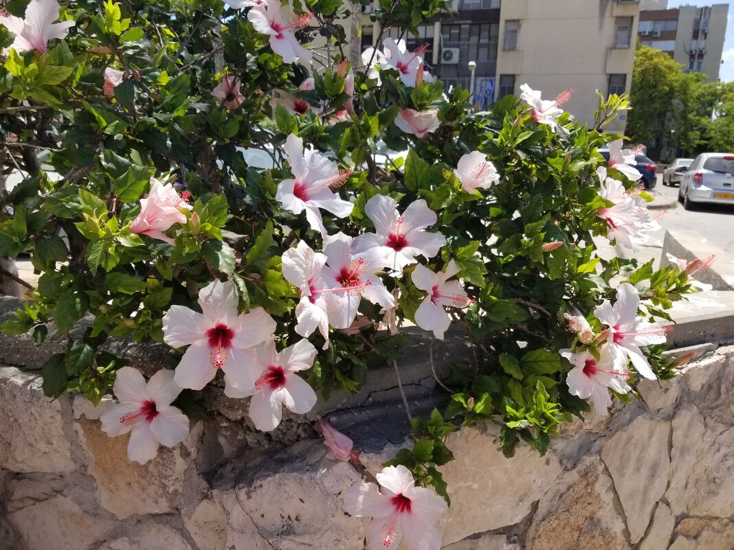 Гибискус. Весна пришла - весне дорога. - Светлана Хращевская Гибискус. Весна пришла - весне дорога. - Светлана Хращевская