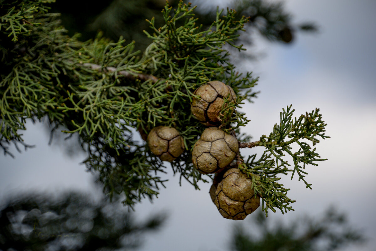 Кипарис - Oleg4618 Шутченко