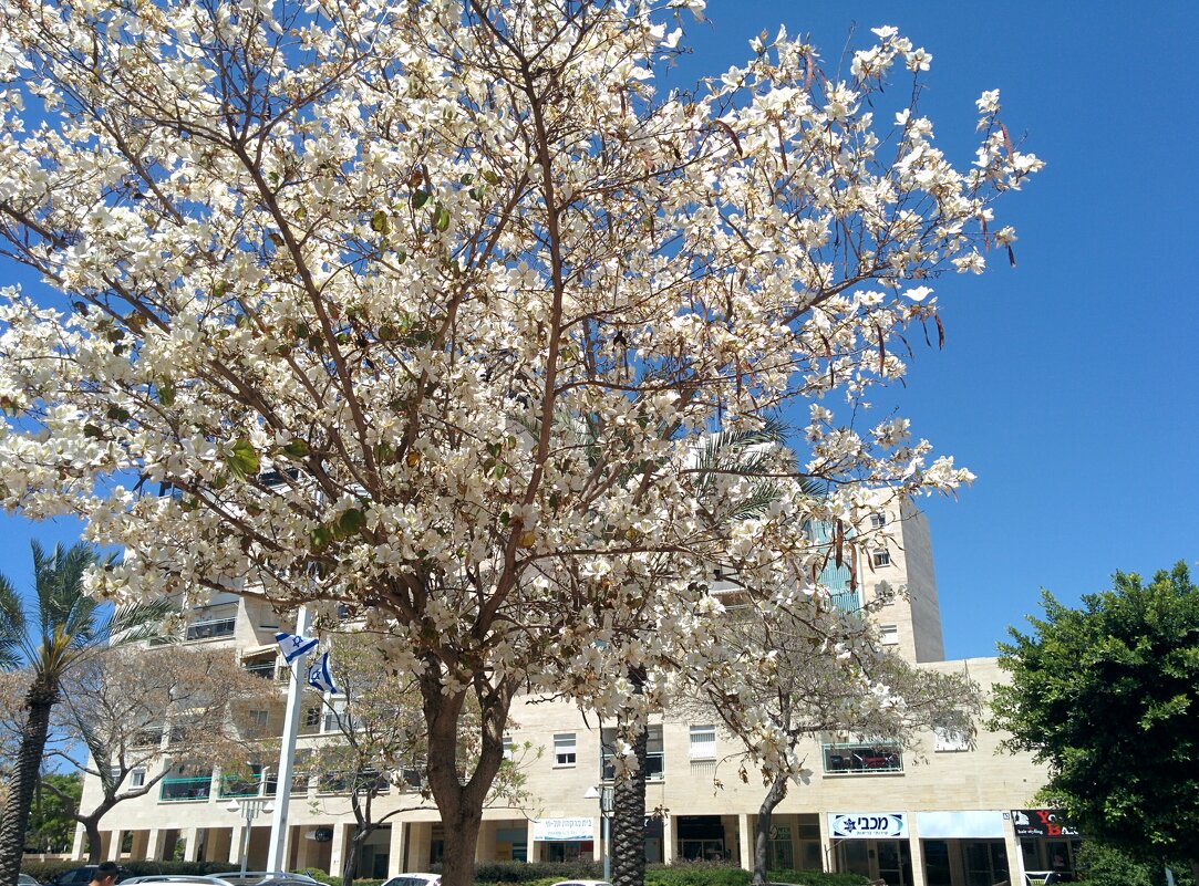 Весна. - Светлана Хращевская Весна. - Светлана Хращевская