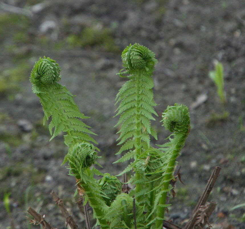 Динозаврики - marmorozov Морозова