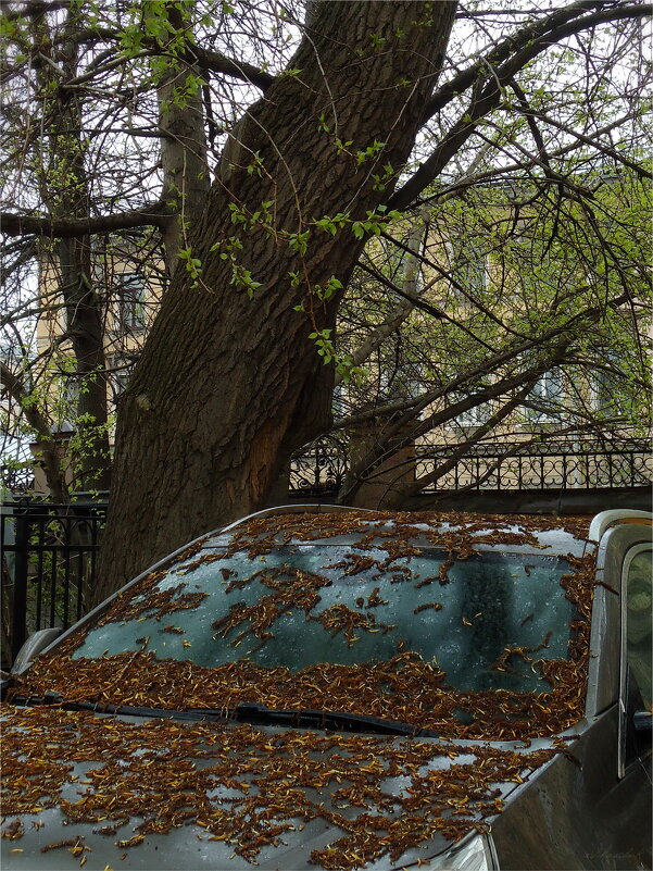 я спросил у тополя... :-) - sv.kaschuk 