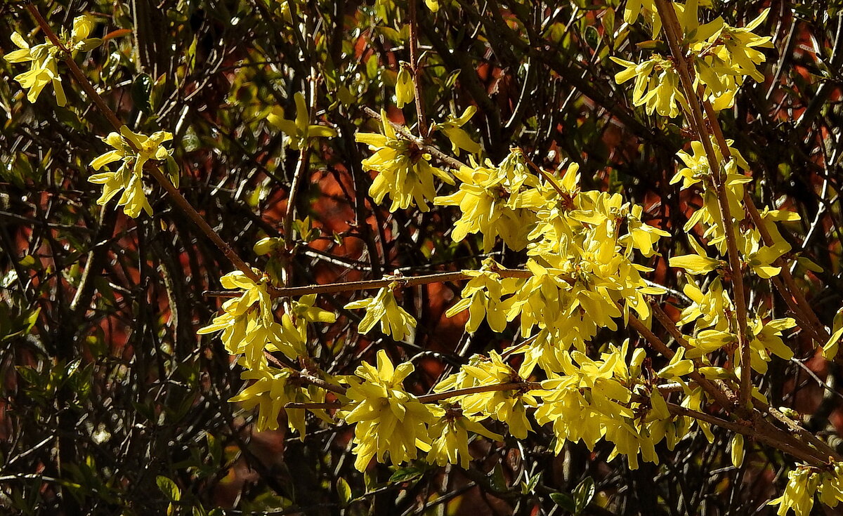 весна - ИННА ПОРОХОВА