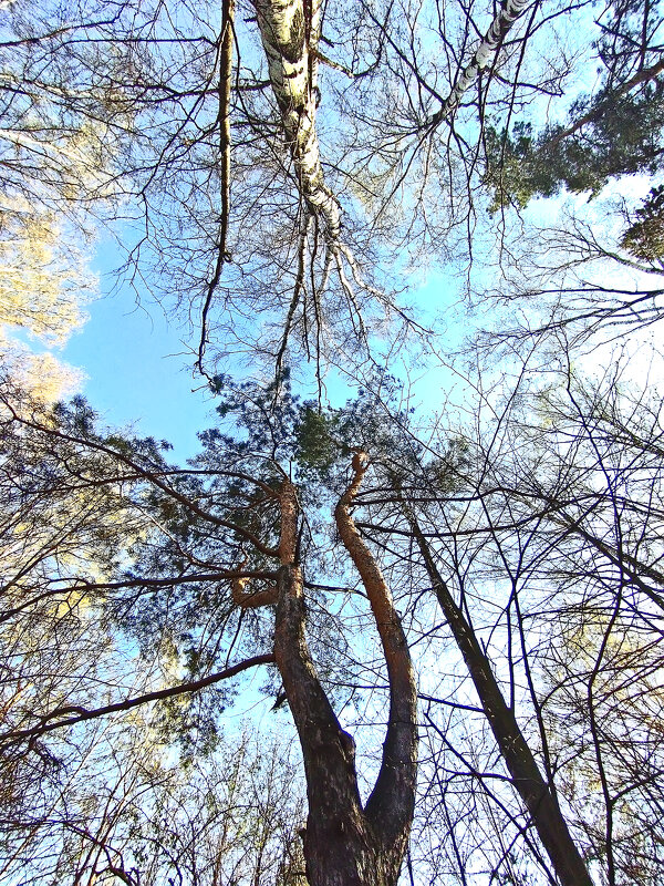 В весеннем лесу. - Михаил Малец
