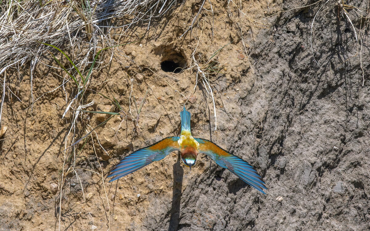 золотистые щурки. - юрий макаров золотистые щурки. - юрий макаров