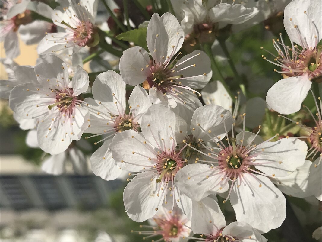 Прелестная нежность цветущих садов - Pippa 