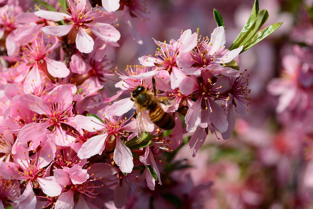 Степной миндаль. - Михаил Колосов Степной миндаль. - Михаил Колосов