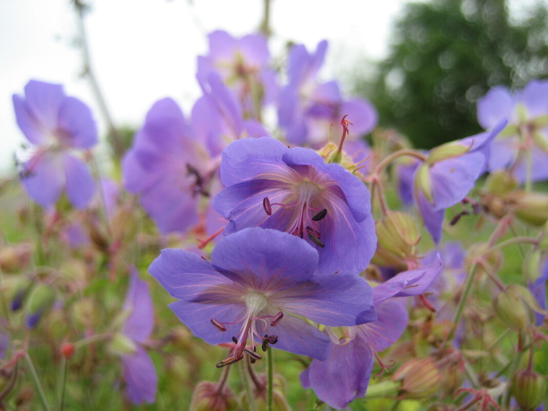 Герань - Anna Ivanova