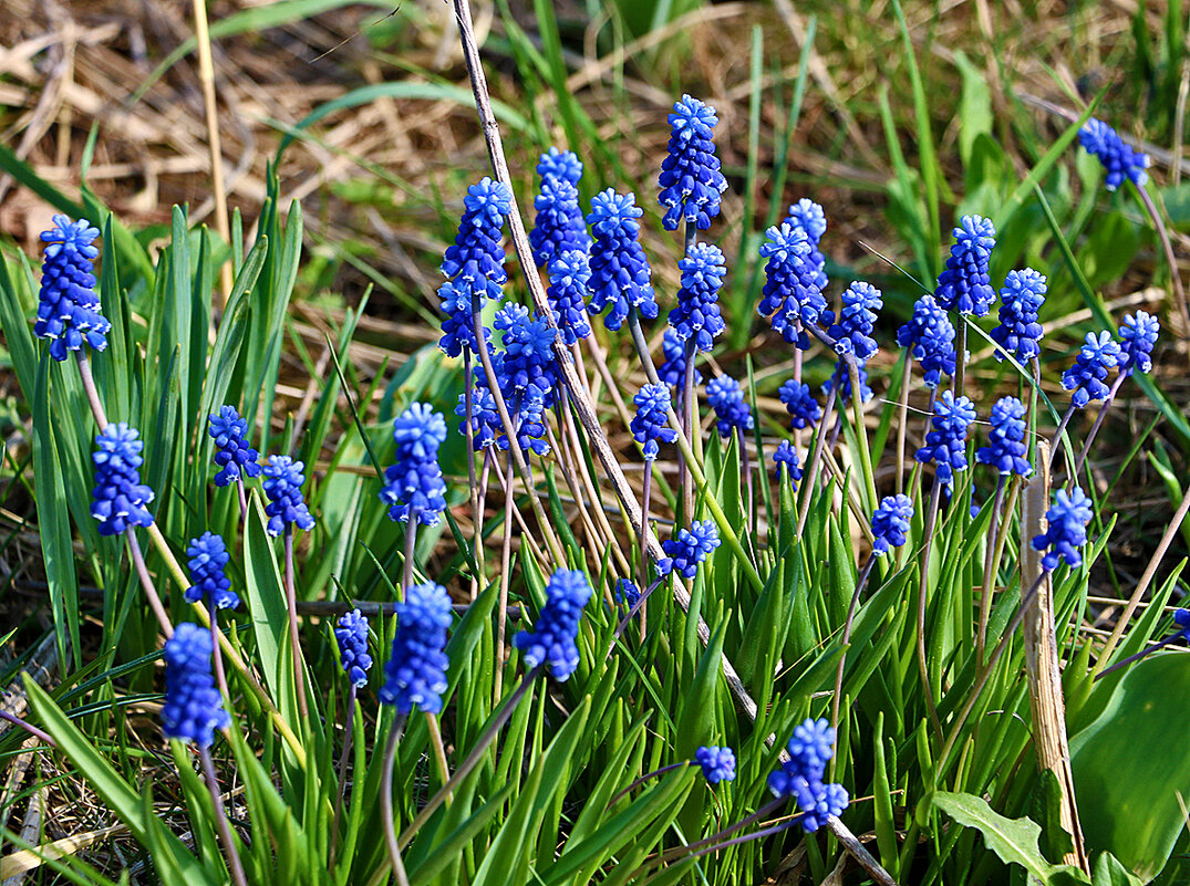 Стадо мускариков - Светлана Стадо мускариков - Светлана