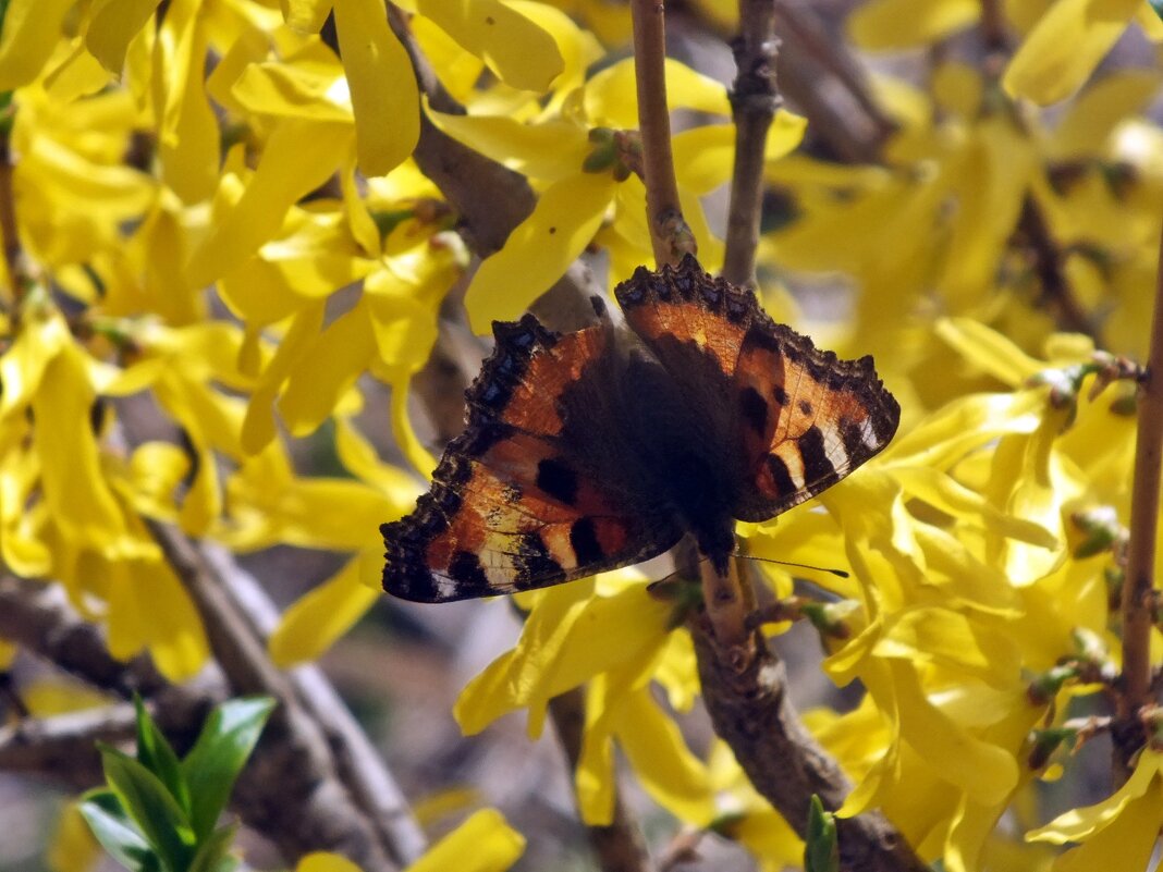 *** - Зоя Мишина