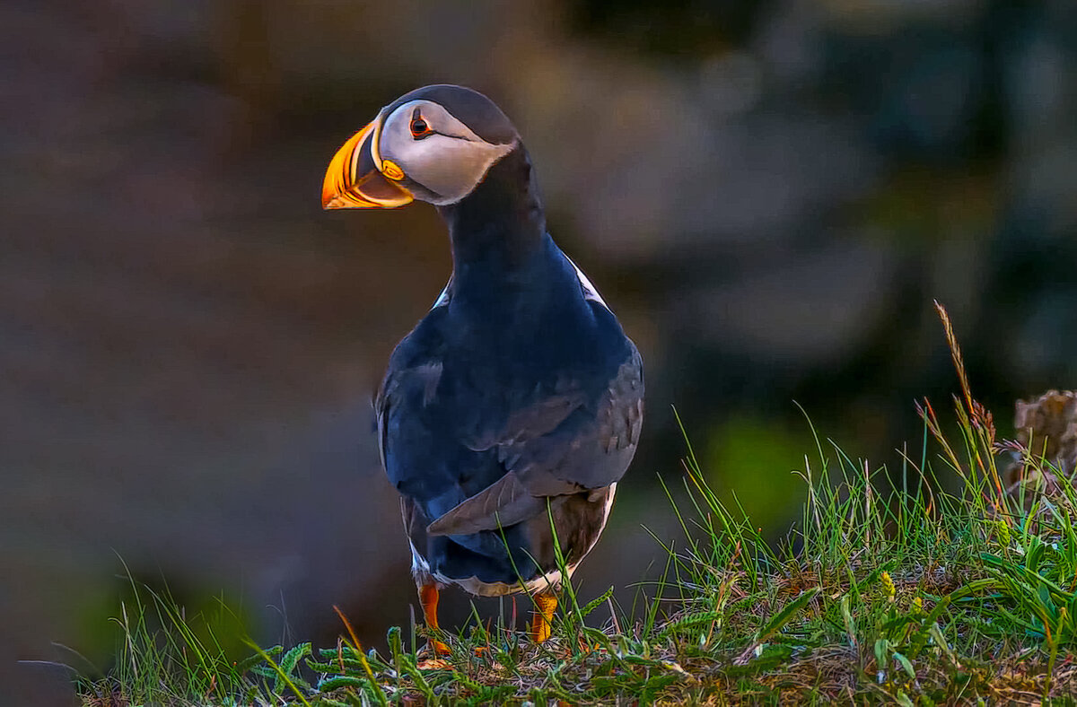 Тупик - Aleksey Afonin