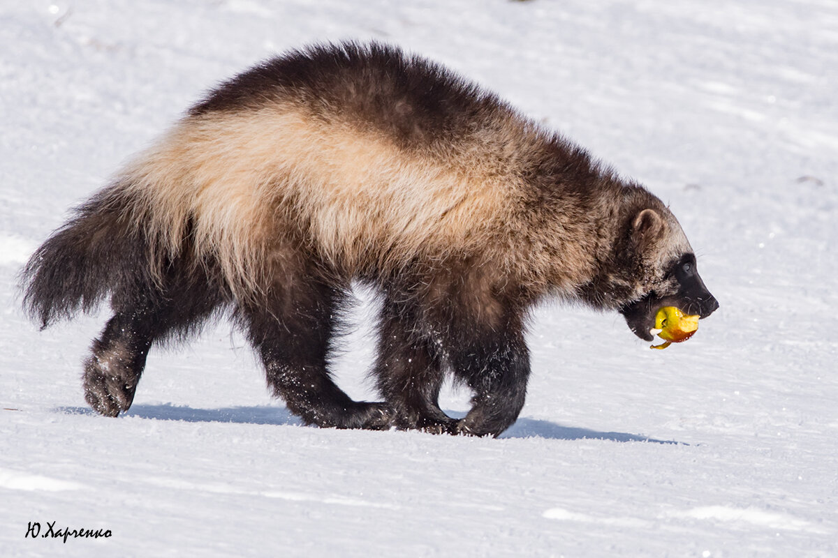 Росомаха с яблоком. - Юрий Харченко Росомаха с яблоком. - Юрий Харченко