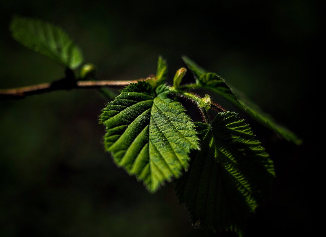 *** - Олег Алексеев *** - Олег Алексеев