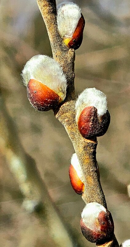 Весна - Михаил Свиденцов