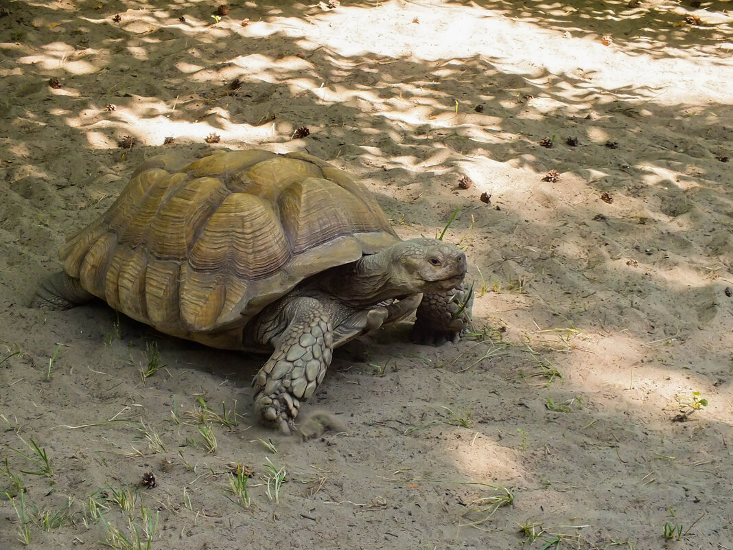 Черепаха - Сергей Михайлов