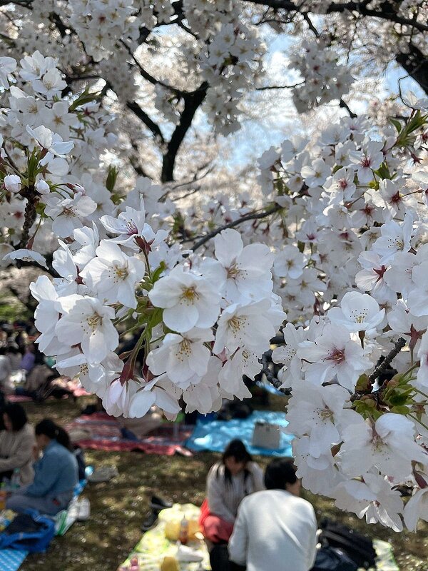 Пикники во время цветения сакуры. Токио - Елена 