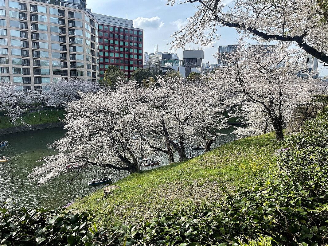 Весенний Токио - Елена Весенний Токио - Елена