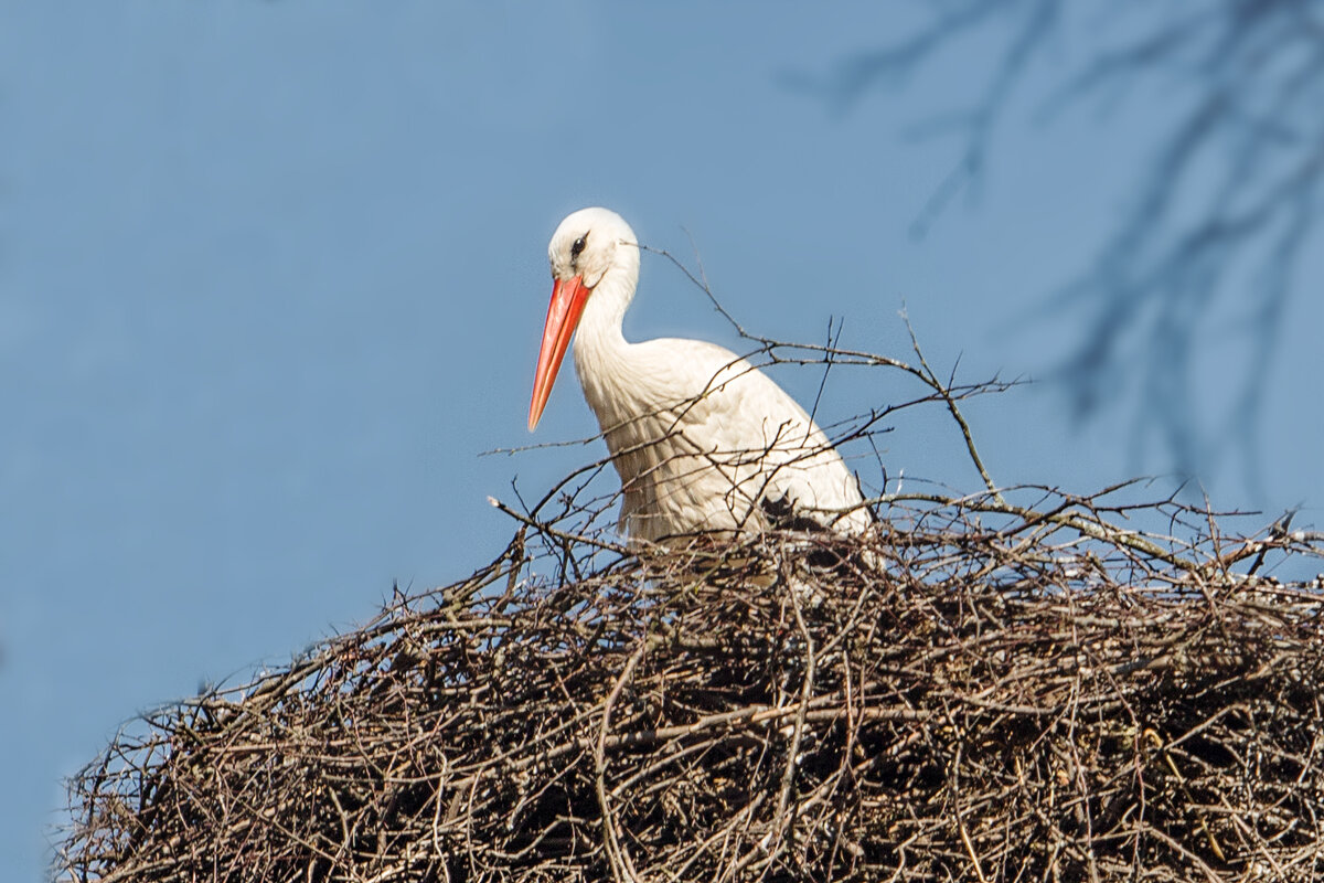 Аист в гнезде - Татьяна Семенова Аист в гнезде - Татьяна Семенова