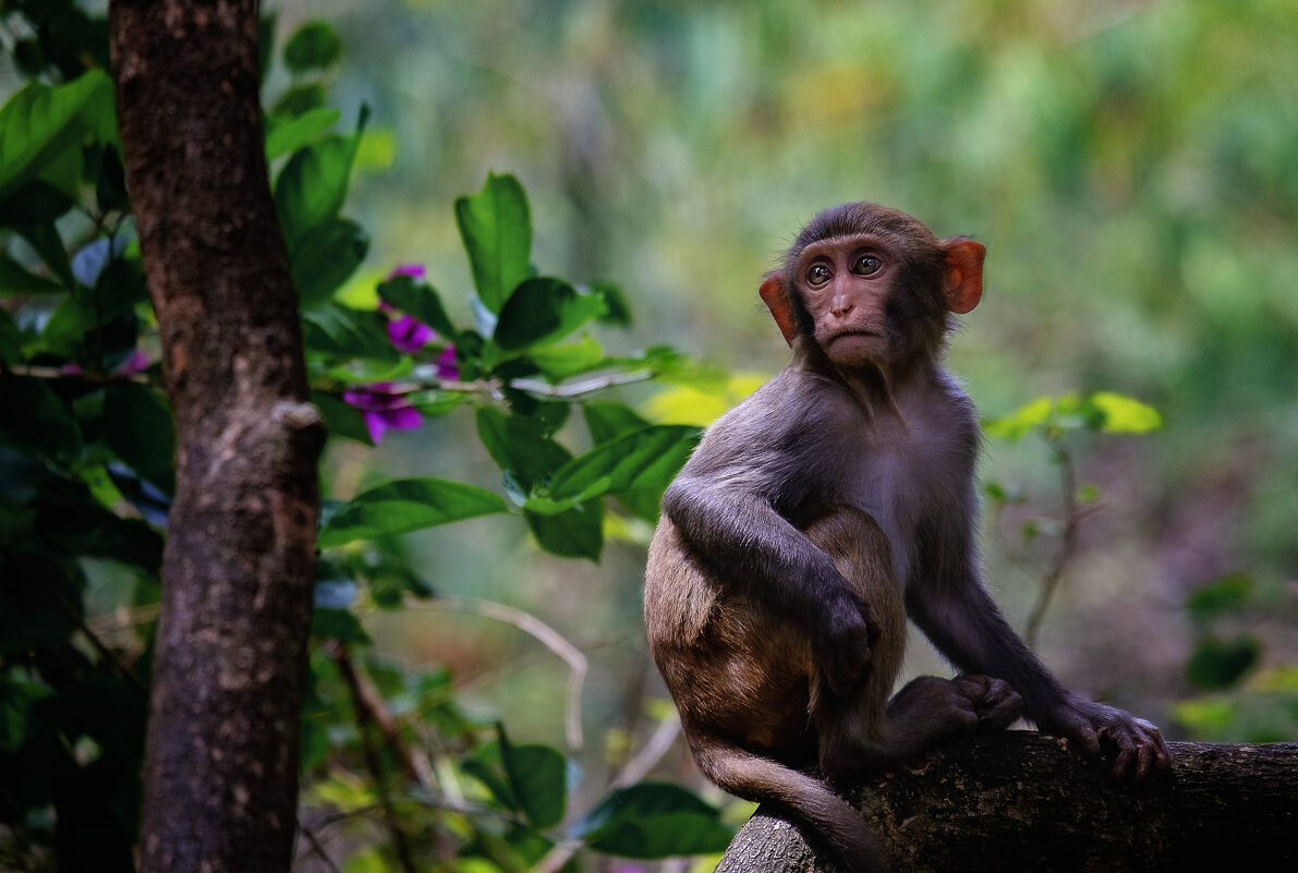 НА ОСТРОВЕ ОБЕЗЬЯН(ХАЙНЯНЬ) - Александр НА ОСТРОВЕ ОБЕЗЬЯН(ХАЙНЯНЬ) - Александр