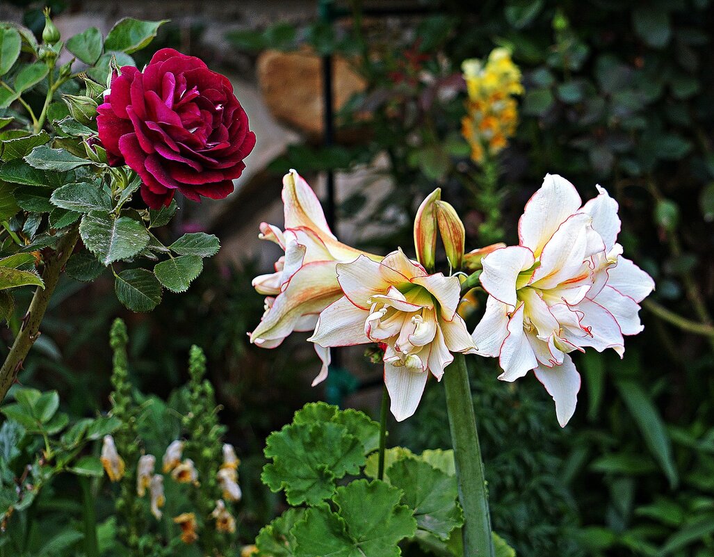 гиппеаструм Nimph - Александр Корчемный