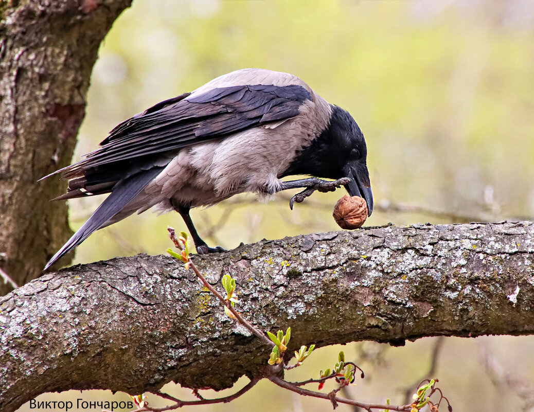 стырила у белки - Laryan1 стырила у белки - Laryan1