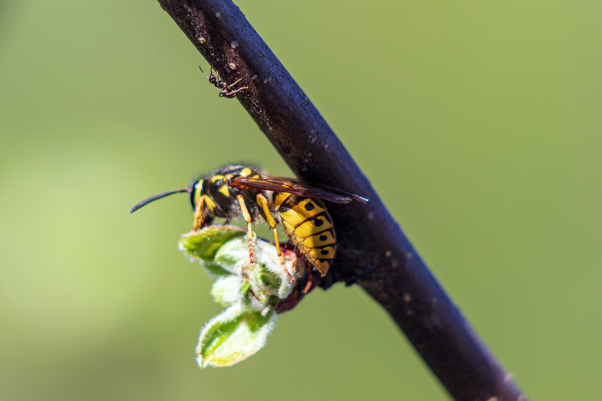 Из жизни ... - Анатолий. Chesnavik.