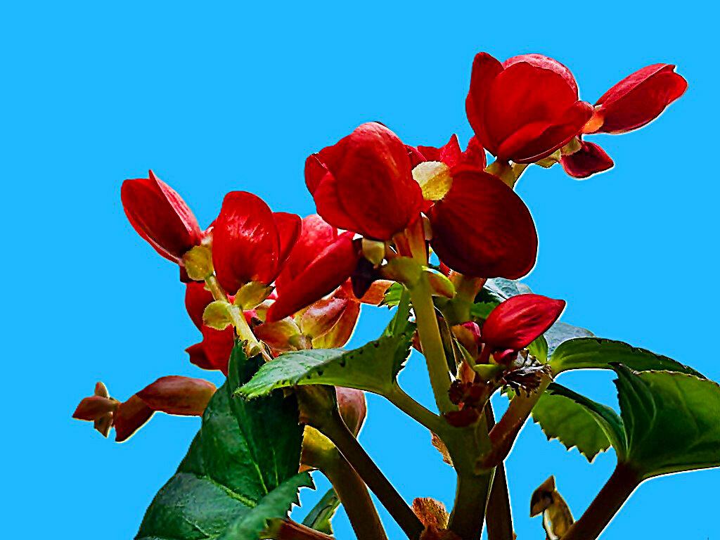 ДОМАШНИЕ ЦВЕТЫ - Анатолий Малобродский ДОМАШНИЕ ЦВЕТЫ - Анатолий Малобродский