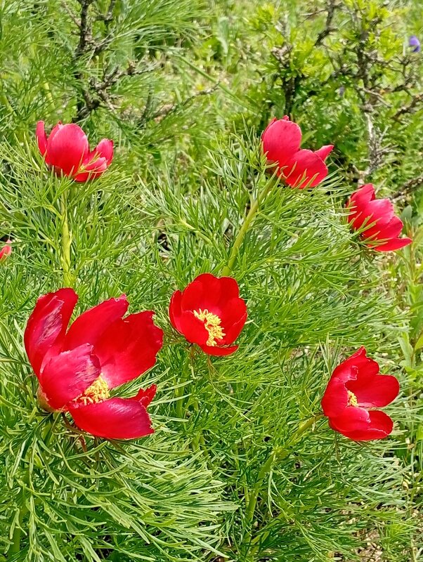 Кавминводы...  дикие пионы (лазорики) - Нина Бутко