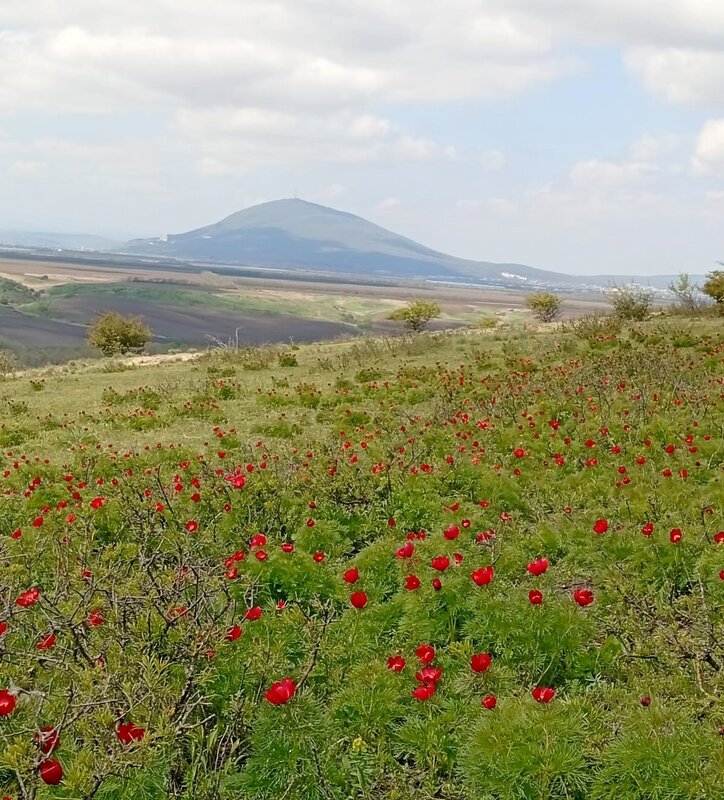 Кавминводы...  дикие пионы (лазорики) - Нина Бутко