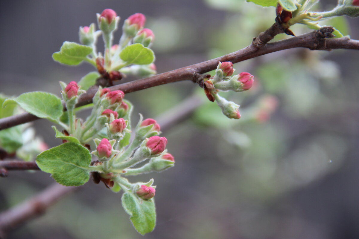 Апрель. - Венера Чуйкова Апрель. - Венера Чуйкова