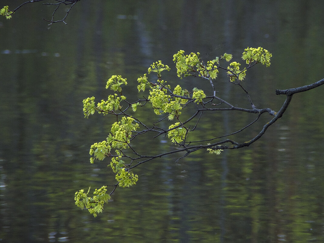 Ветка клёна над водой. - Сергей Фомичев Ветка клёна над водой. - Сергей Фомичев