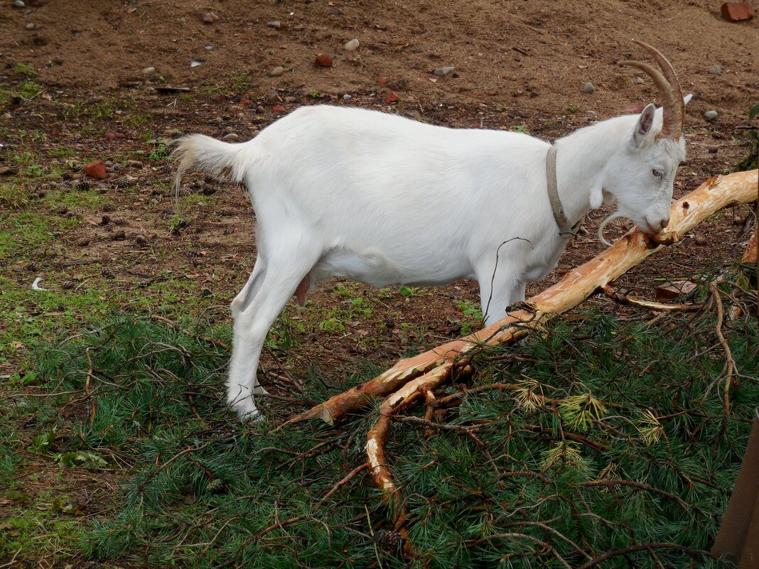 Коза - дереза - Надежда Коза - дереза - Надежда