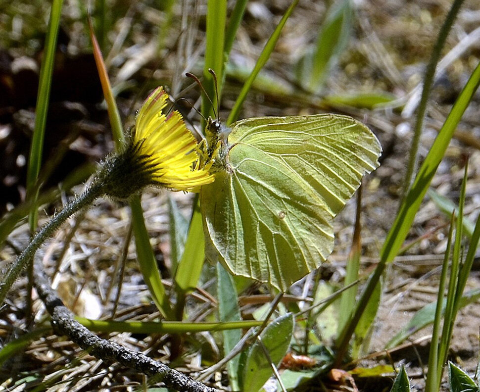 С лимонницей - Aleksandr Gal