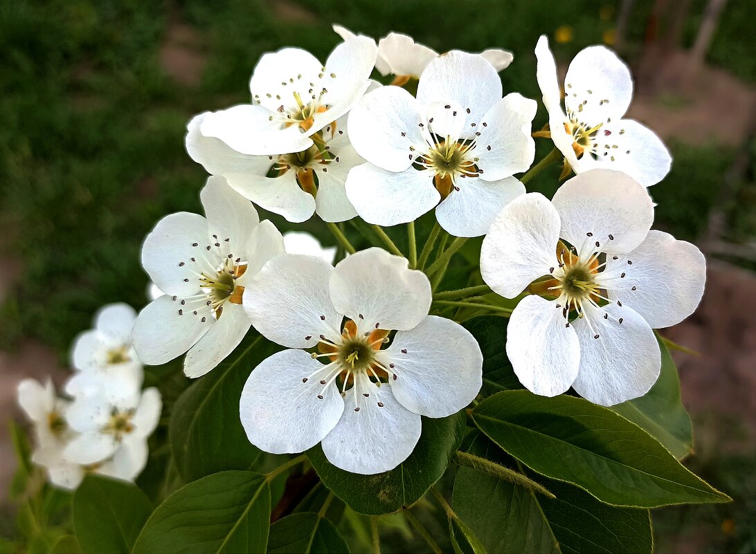 Белым цветом., - Татьяна Тюменка Белым цветом., - Татьяна Тюменка