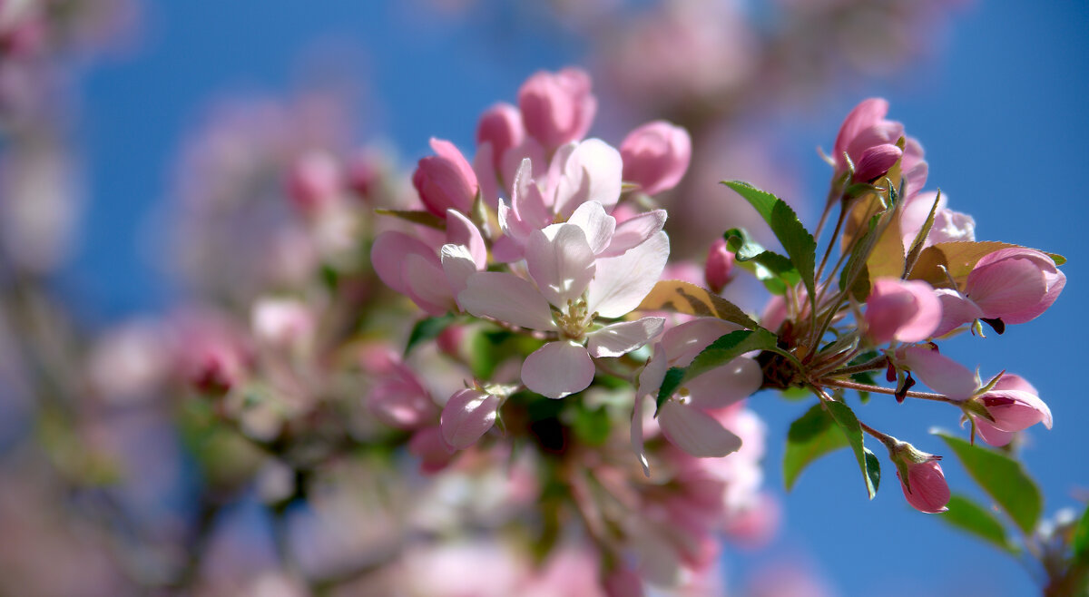Цвет яблони - Sergey Gorelov Цвет яблони - Sergey Gorelov