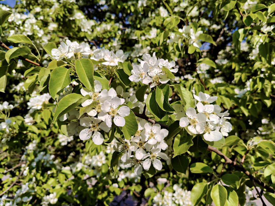 Груша - Валерий Судачок Груша - Валерий Судачок