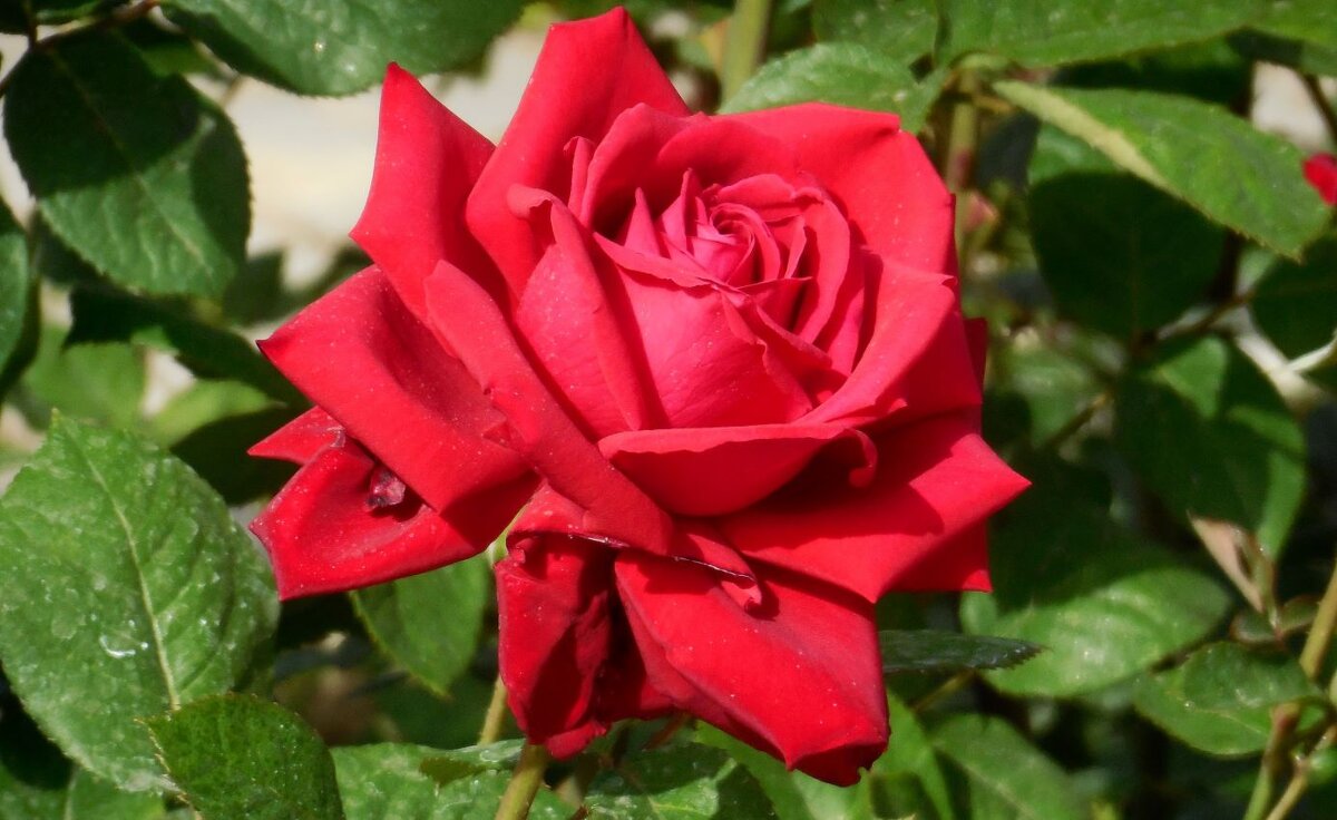 Розы... розы... - viach 