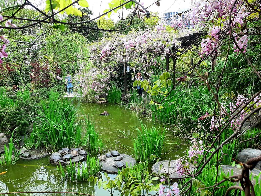 ЧЕРЕПАШЬЕ ОЗЕРО - Tata Wolf