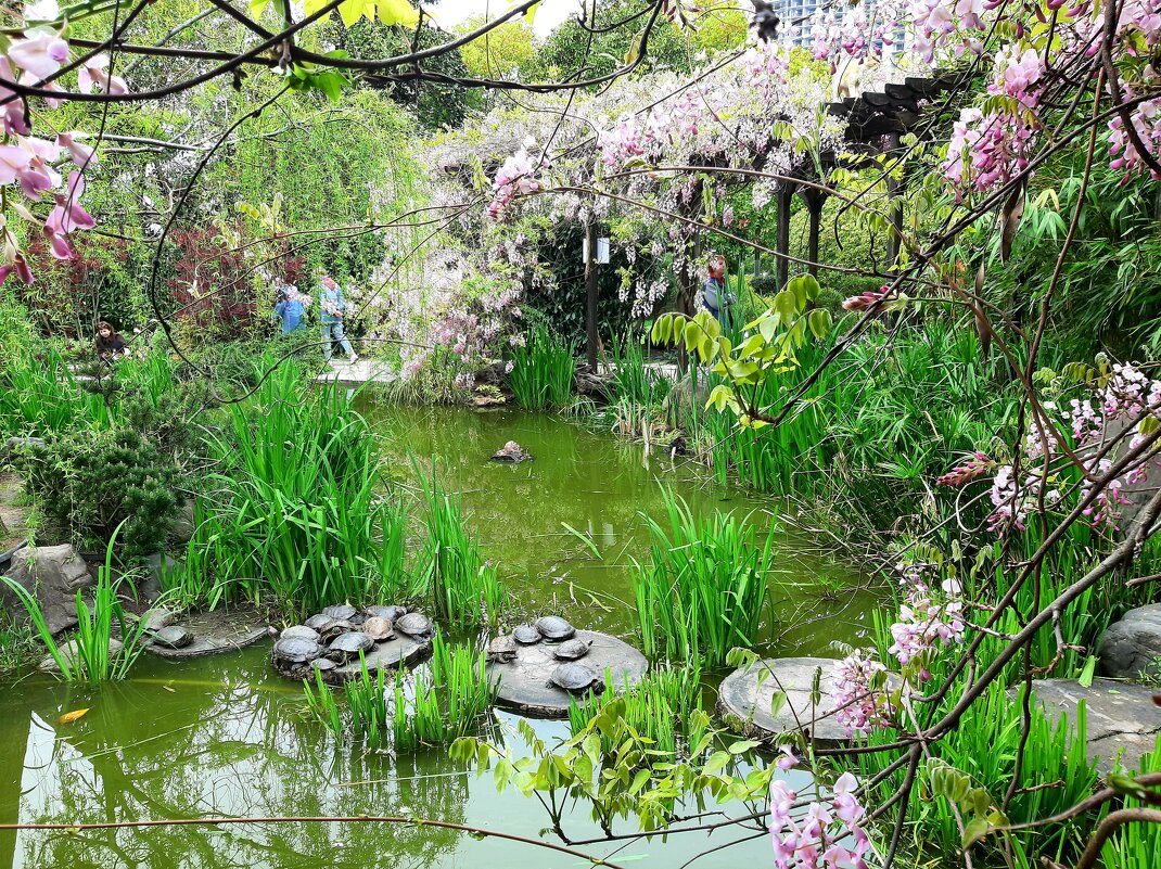 ЧЕРЕПАШЬЕ ОЗЕРО - Tata Wolf