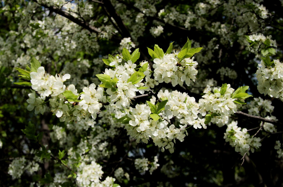 Цветущий май. - Маргарита ( Марта ) Дрожжина Цветущий май. - Маргарита ( Марта ) Дрожжина