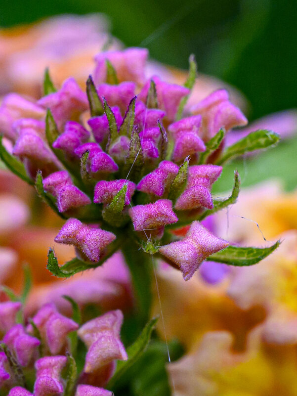 Дорогой Ирэночке в День Рождения! - Осень Дорогой Ирэночке в День Рождения! - Осень