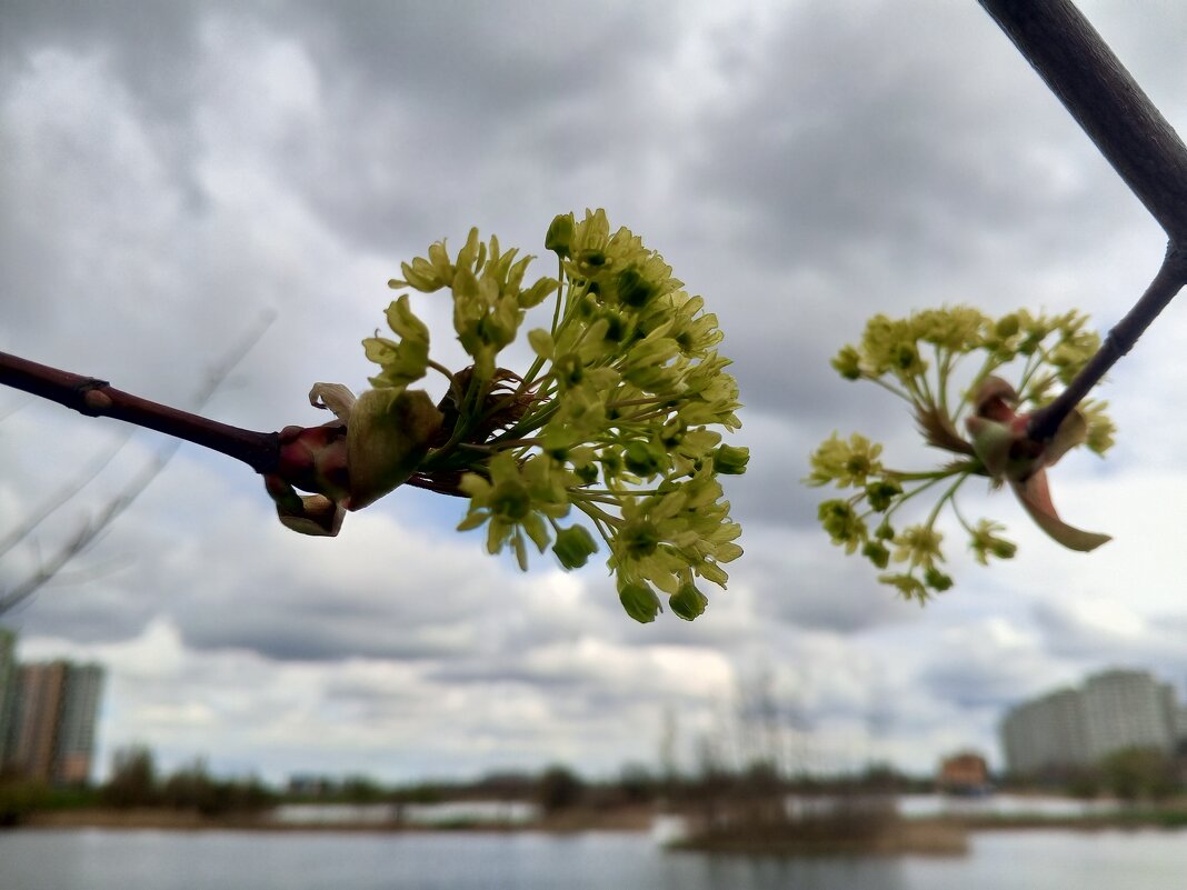 Клён - Сапсан 