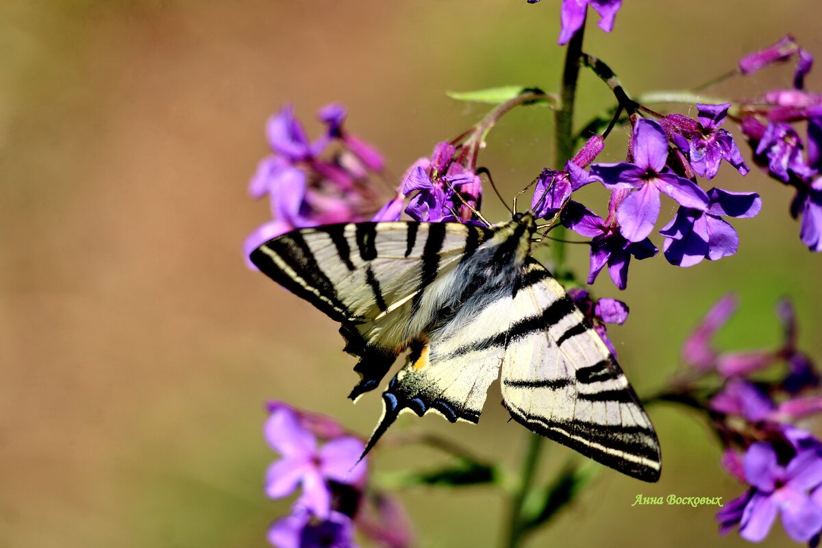 Бабочка Подалирий парусник. - Восковых Анна Васильевна 