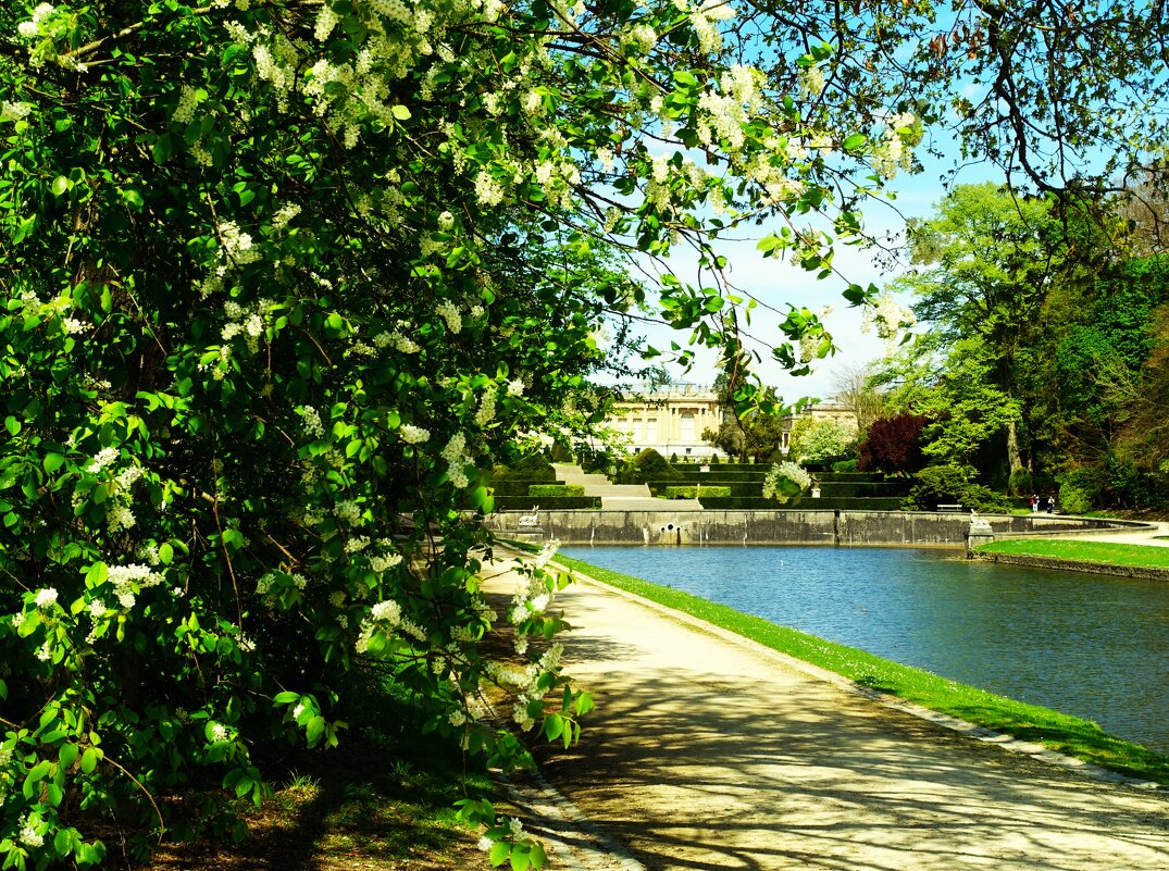 Цветение черёмухи около прудов - Aida10 Цветение черёмухи около прудов - Aida10