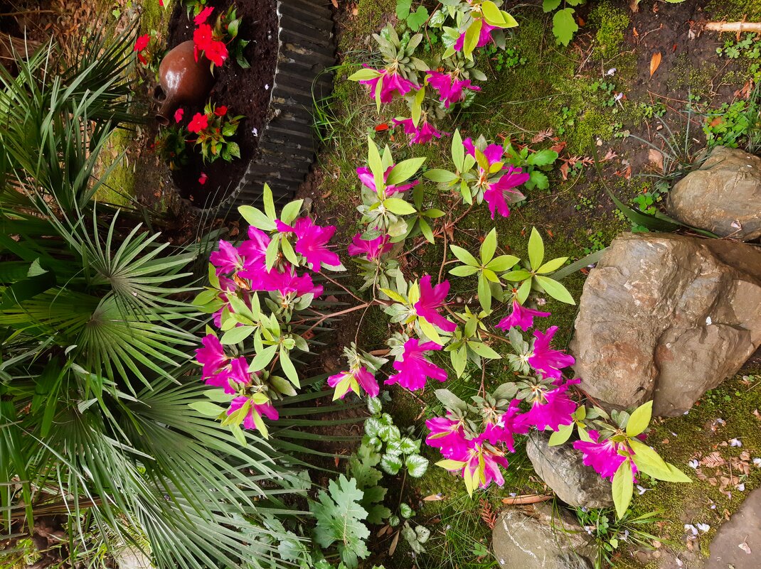 АЗАЛИЯ - Tata Wolf