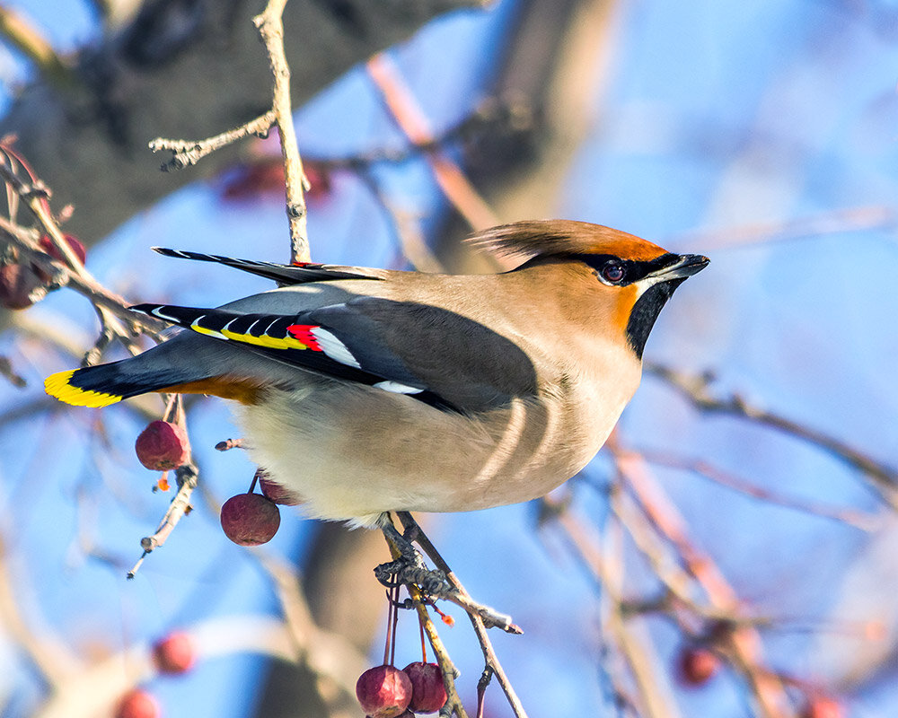 Свиристель - SanSan 