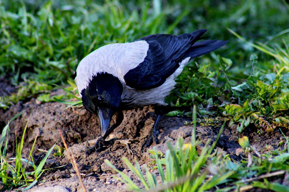 Что такое? - Дмитрий (Горыныч) Симагин