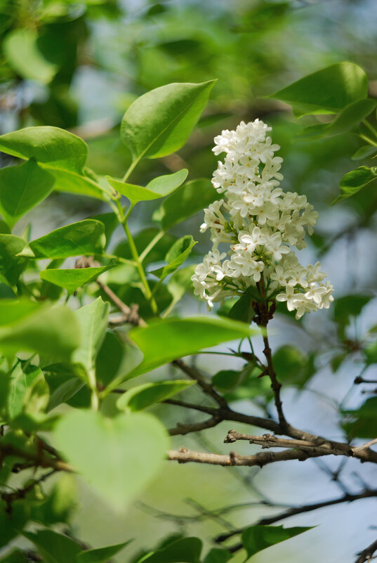 Белая сирень - Referee (Дмитрий) Белая сирень - Referee (Дмитрий)