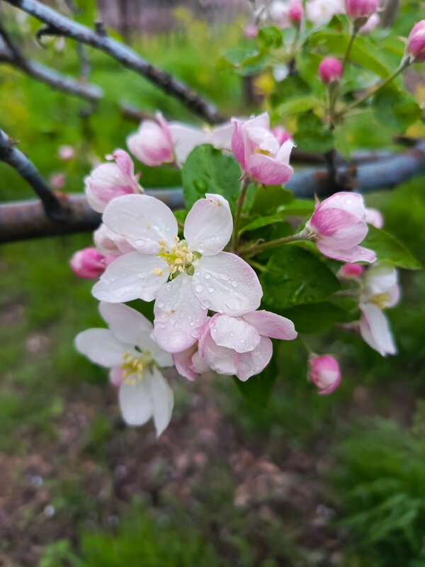 Яблони в цвету - Татьяна Пальчикова