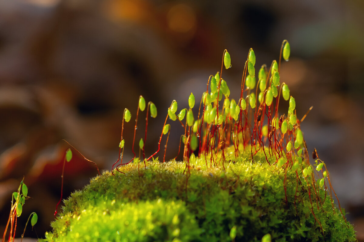 *** - Виталий Емельянов *** - Виталий Емельянов